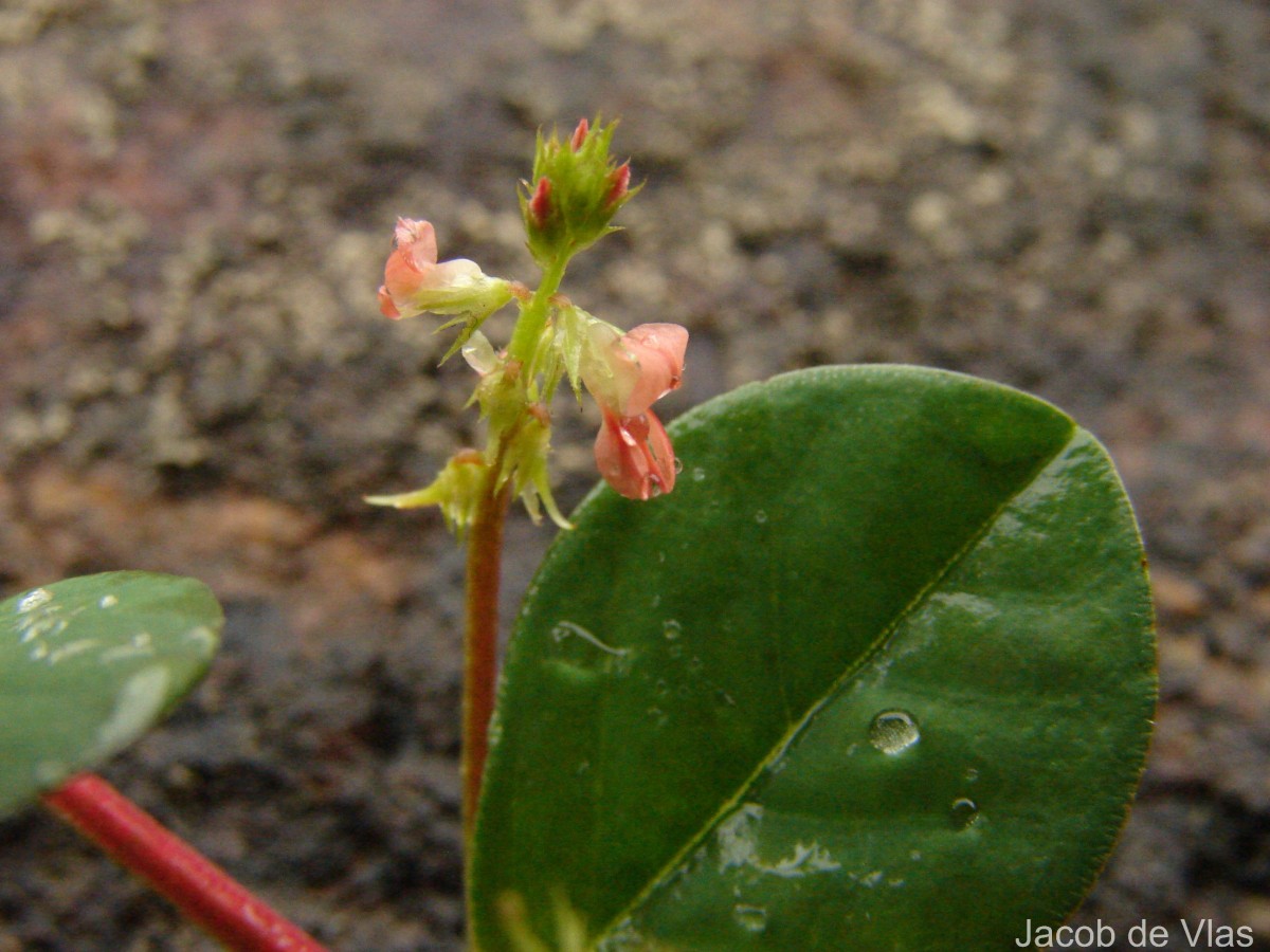 Indigofera nummulariifolia (L.) Livera ex Alston